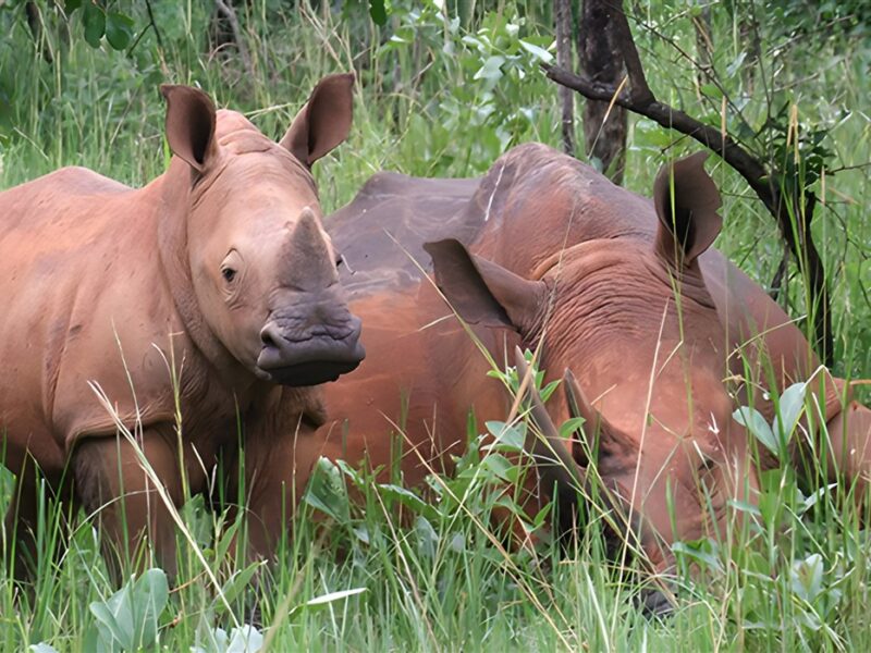 White rhinos