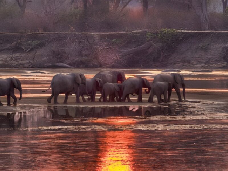 Elephants in the water