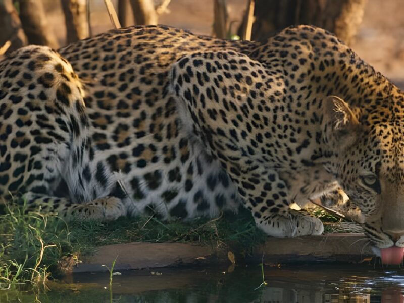 Leopard drinking