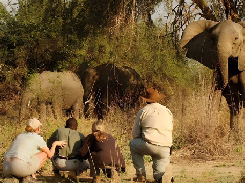 Walking safari
