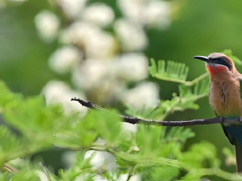 Bird life