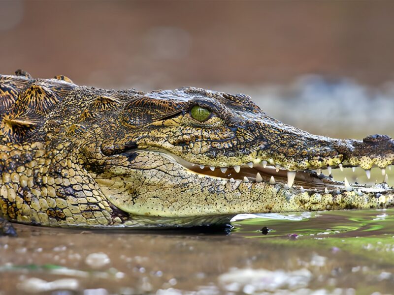 Crocodile