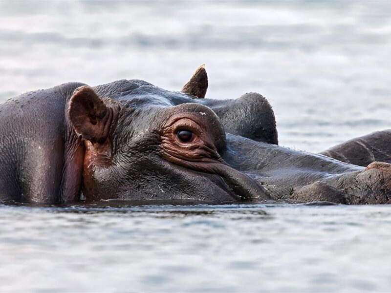 Hippos