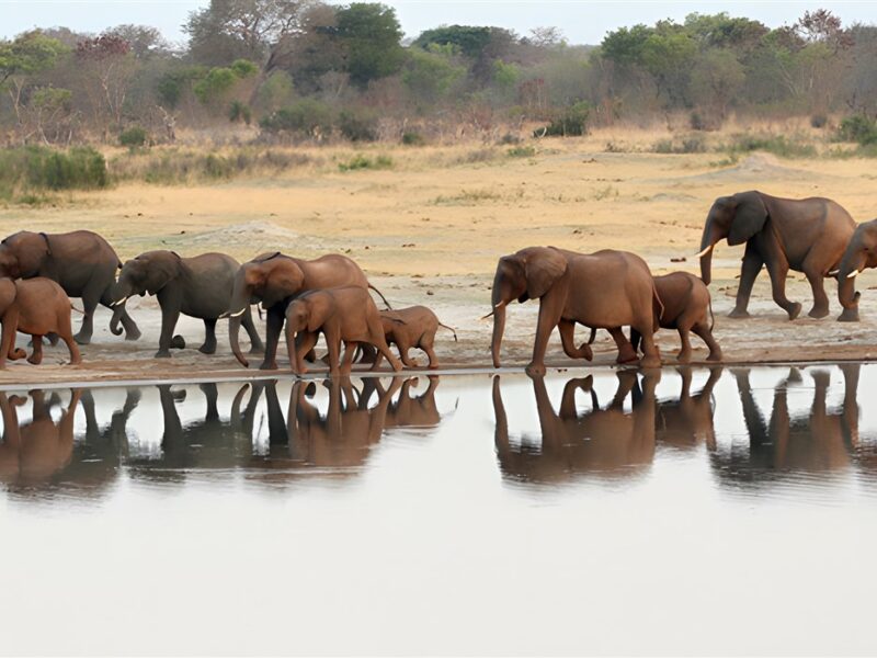Elephants in Hwange