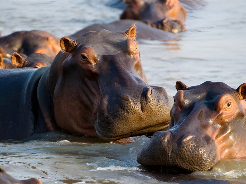 Hippos in the Zambezi
