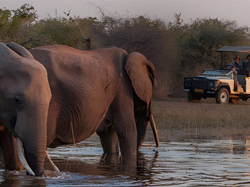 Game drive at Musango