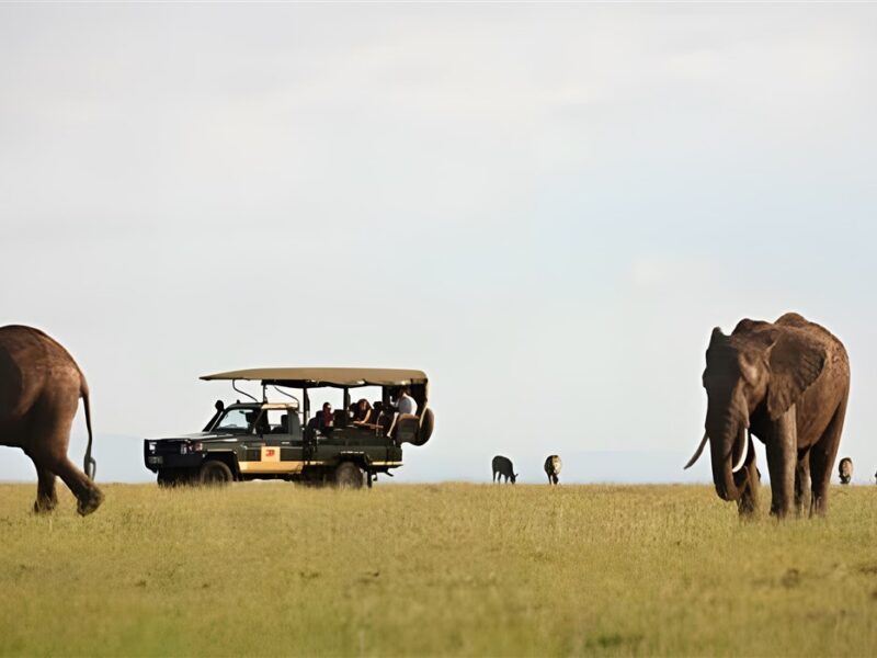 Game drive