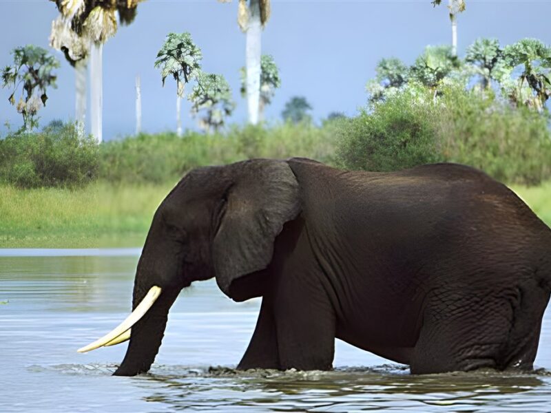 Rufiji River