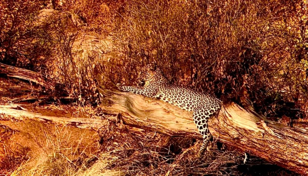 Leopard spotted on safari in Kenya in August of 2026