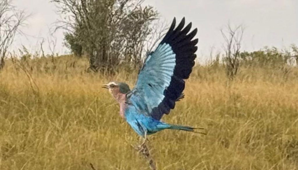 Spectaculat birds can be seen while on safari in Kenya.