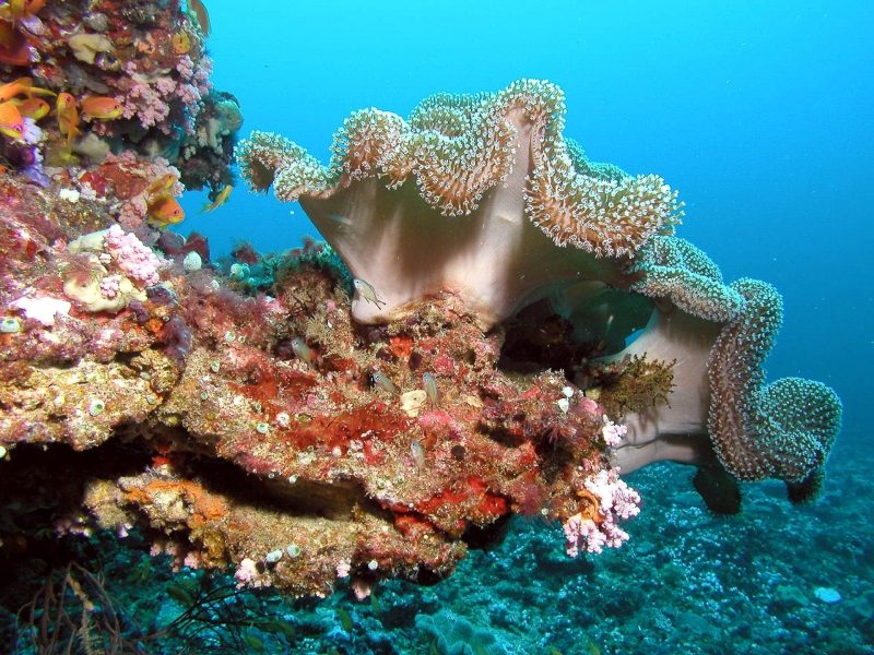 INDIAN OCEAN