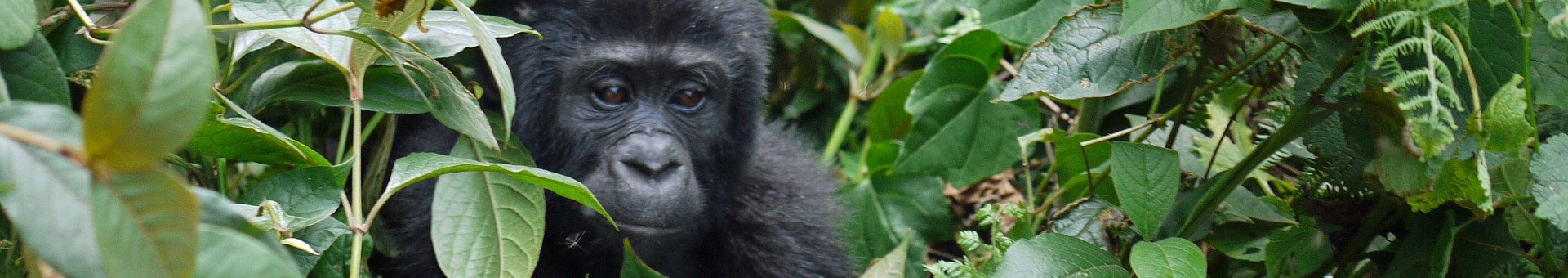 Bwindi National Park
