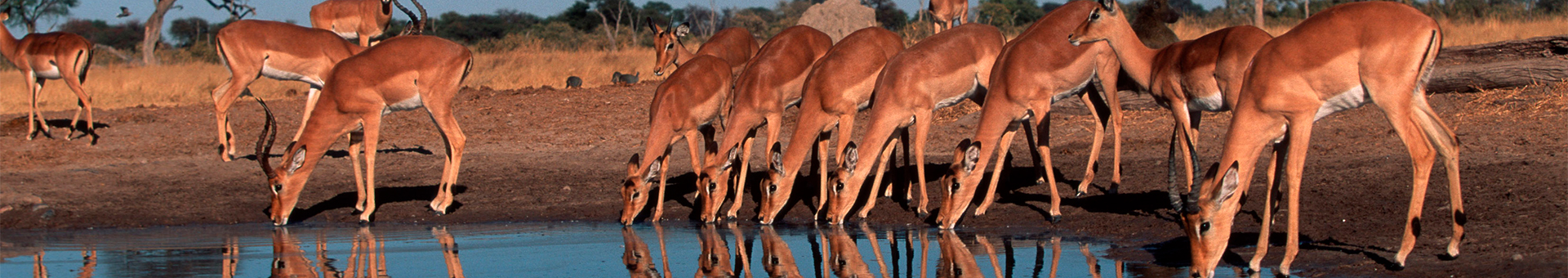 Chobe National Park
