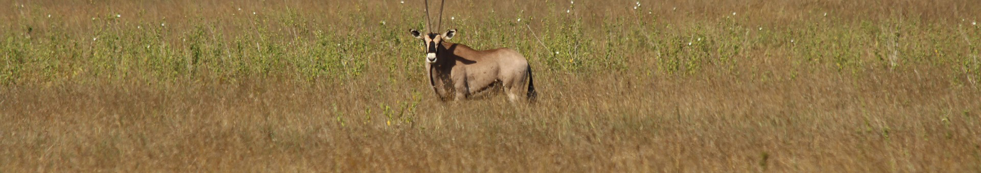 Laikipia & North