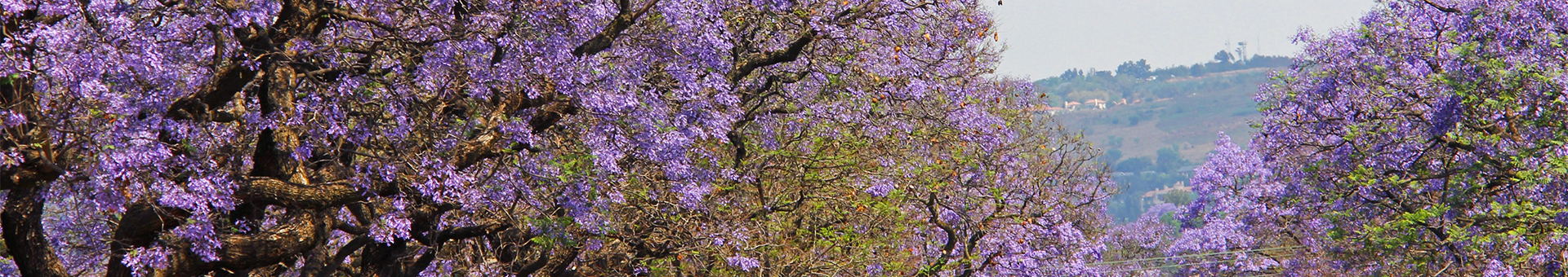 Pretoria
