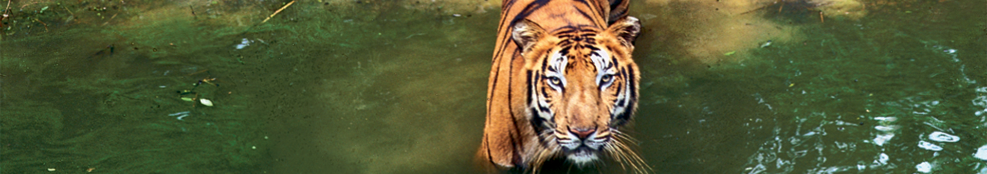 Ranthambhore