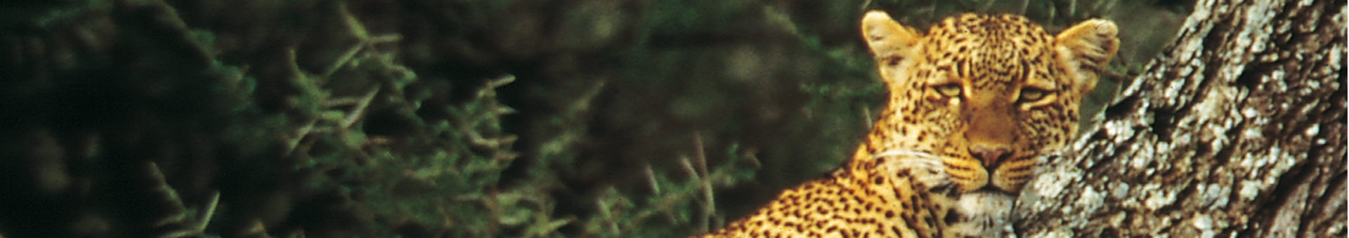 Selous