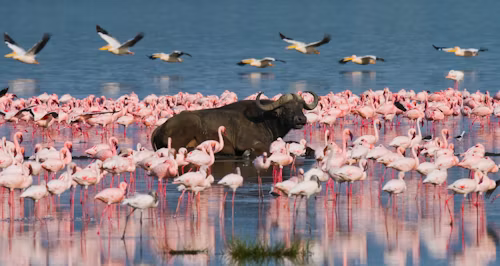 Manyara