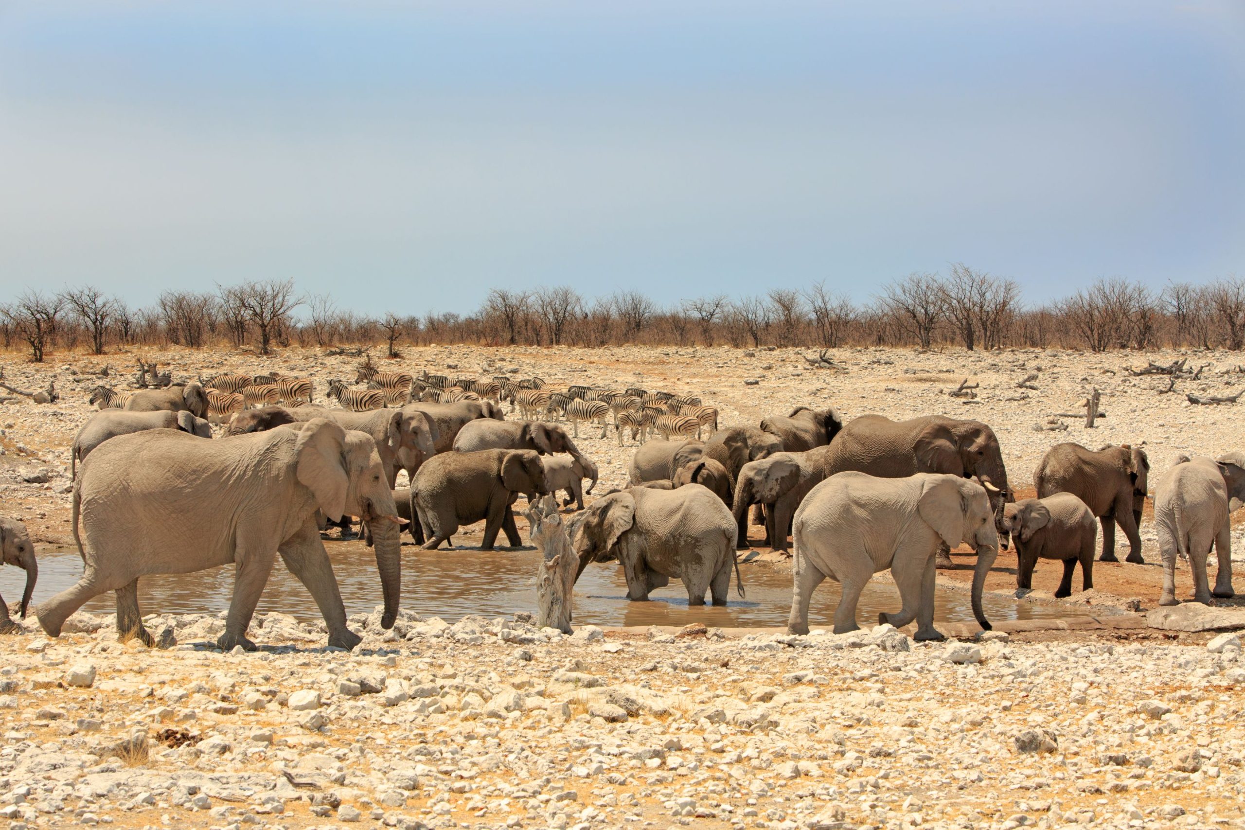 Etosha National Park