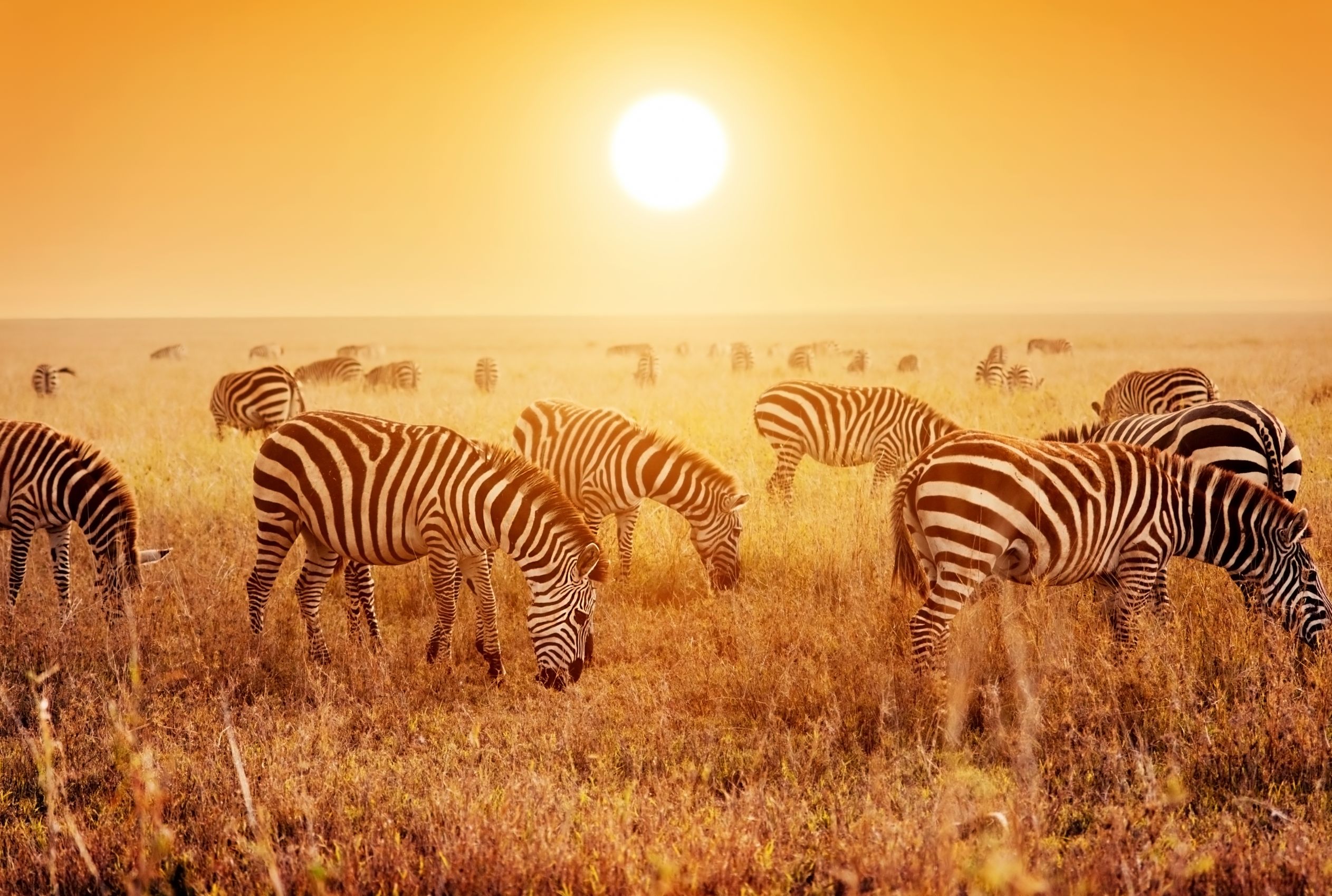 Serengeti