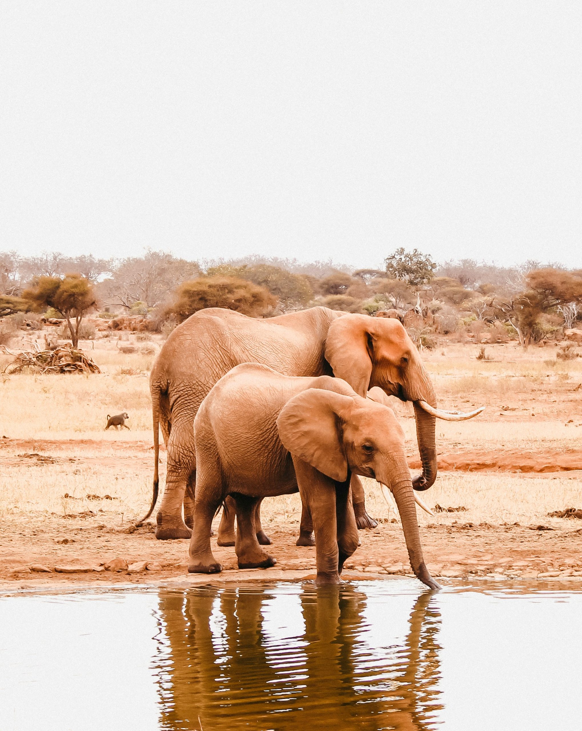 Tsavo