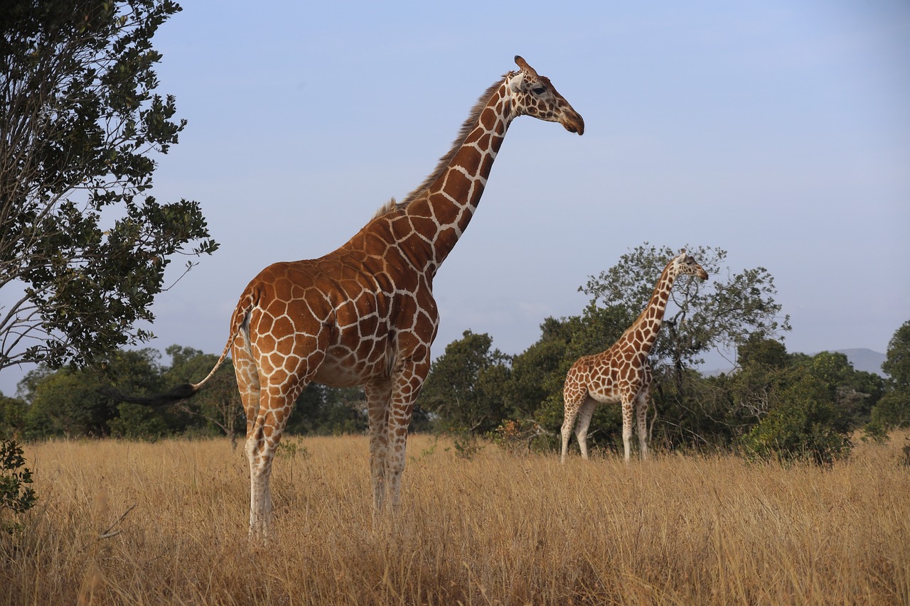 Samburu & Buffalo Springs
