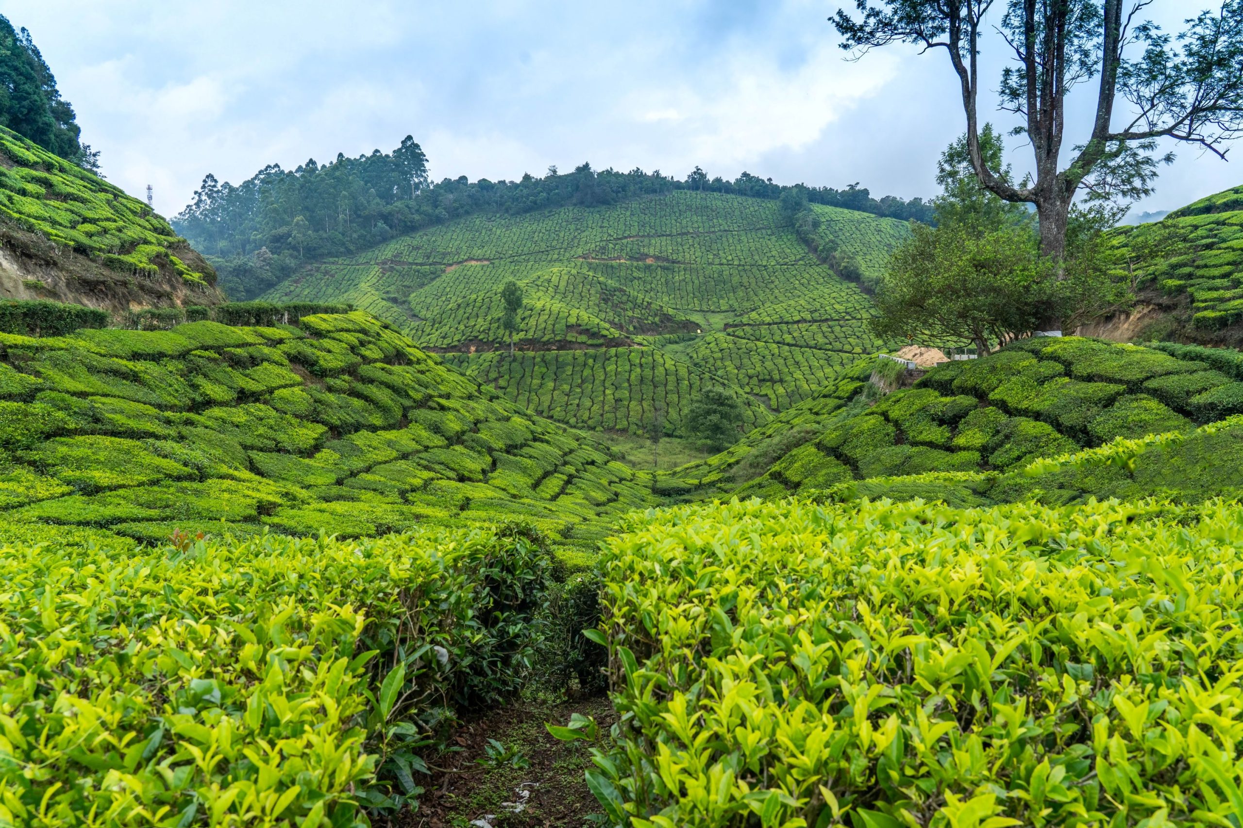 Nuwara Eliya