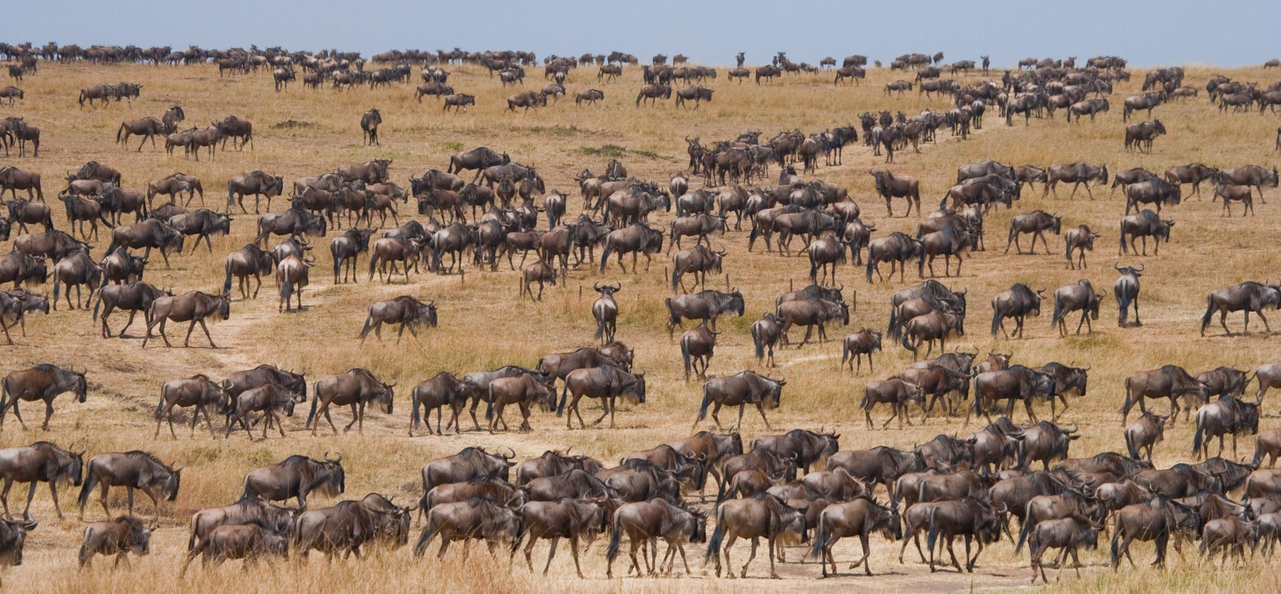 Masai Mara